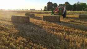 Campo de cereal en Castilla-La Mancha. Imagen de archivo de Europa Press