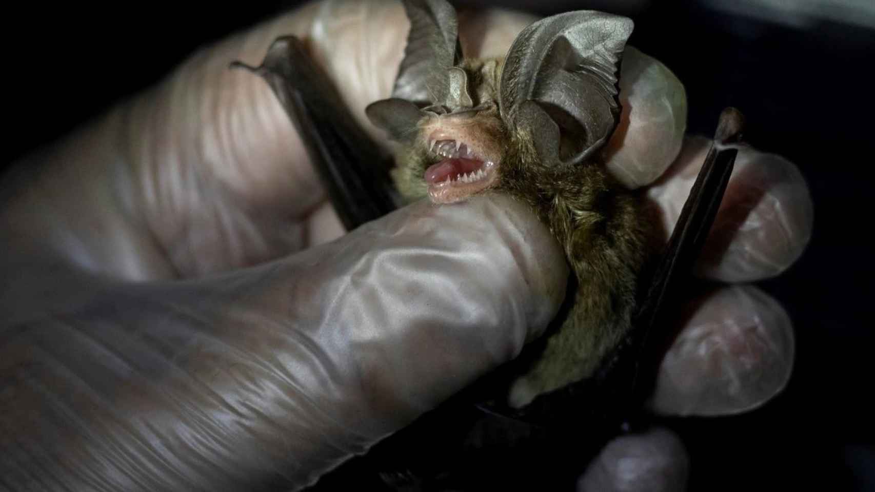 Muestras fecales de murciélagos han revelado una importante cantidad de coronavirus desconocidos hasta el momento.