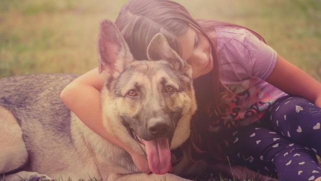 ¿Una mascota puede donar sangre?