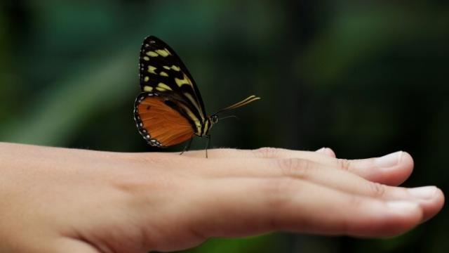 Una mariposa en Panamá.