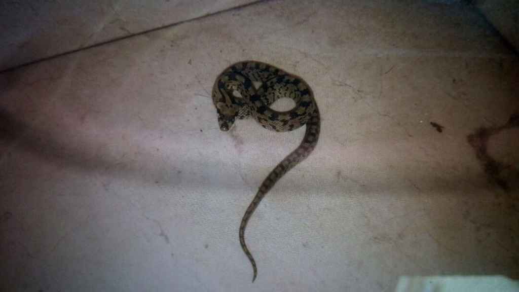 Una de las serpientes capturadas en viviendas.