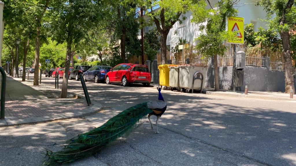 Un pavo real se pasea alrededor del chalé clandestino.