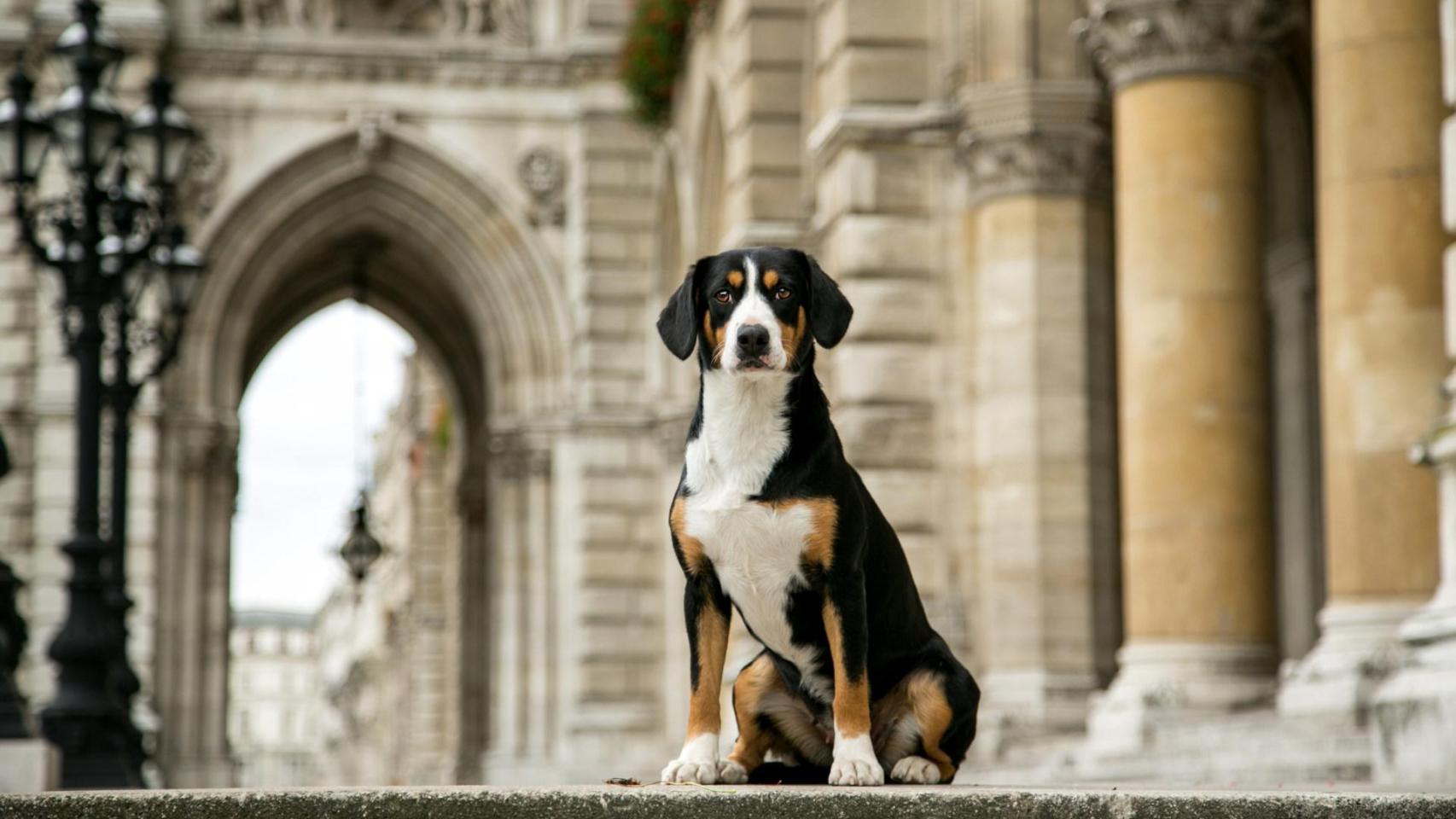 El perro de ciudad, cómo educarlos para vivir en un entorno urbano