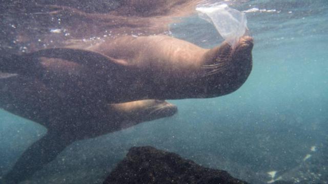 Leones marinos jugando con plásticos en aguas de las islas Galápagos.