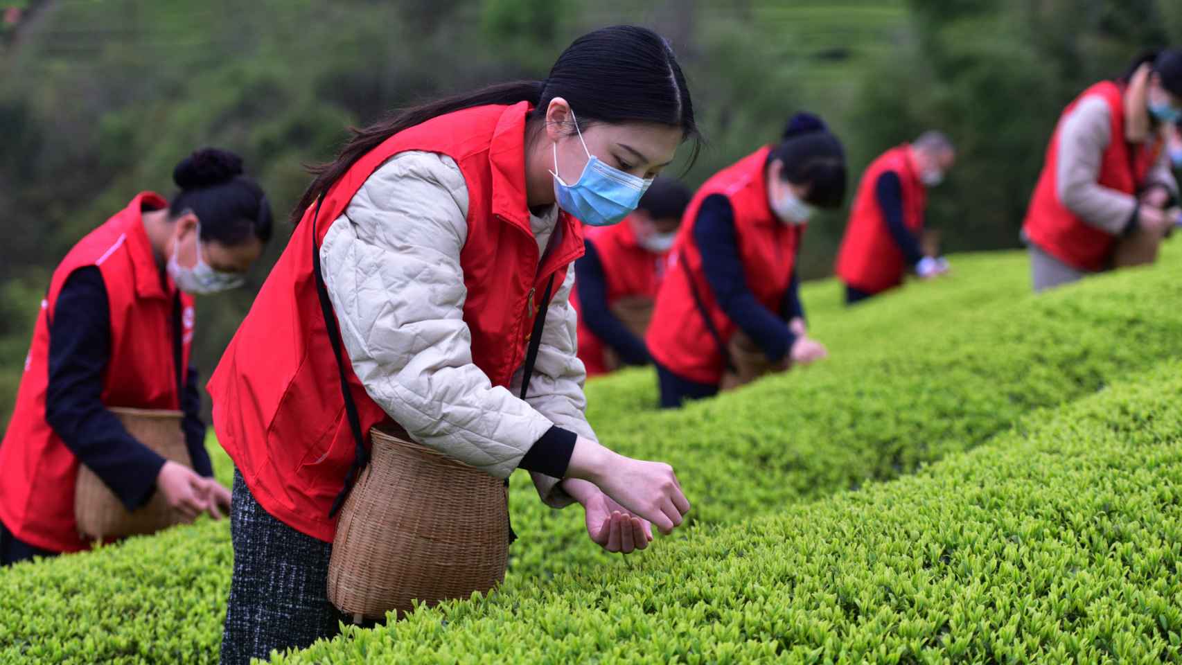 Voluntarias ayudando en los cultivos de té chinos.