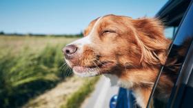 Realizan una encuesta para perros sobre las vacaciones con mascotas en Galicia