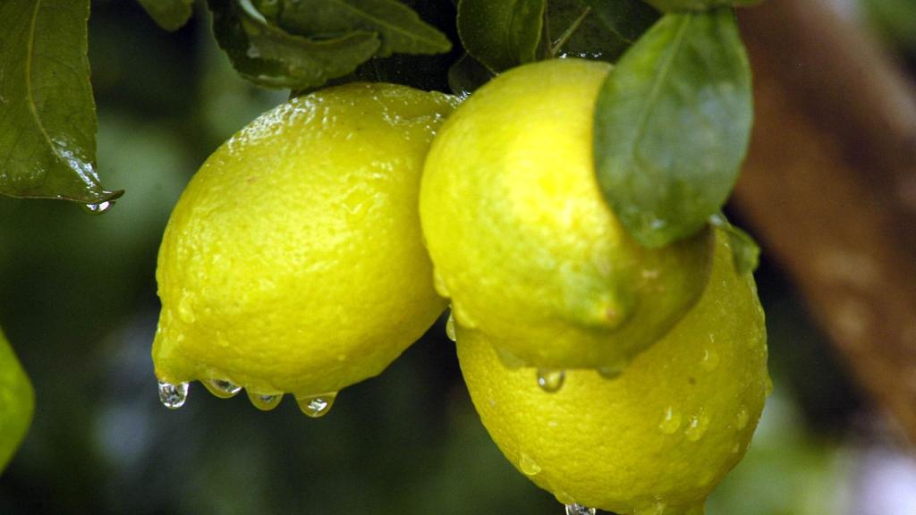 Limones en un campo.