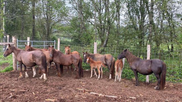 Caballos en las instalaciones de Xermade.