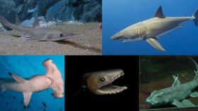 Algunas de las especies actuales de tiburón.
