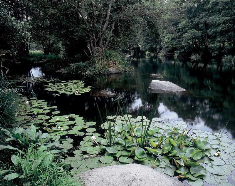 Bosque da Fervenza en Terras do Miño (Foto: turismo.gal)