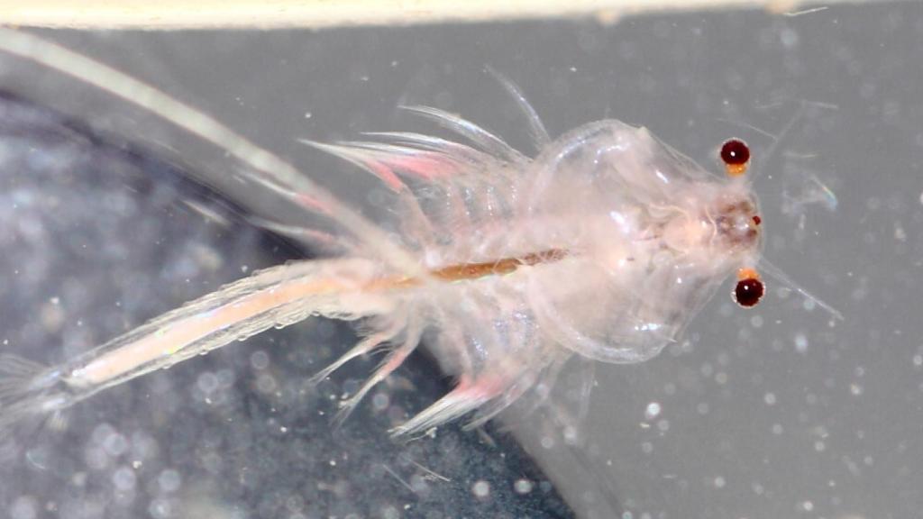 La Artemia salina es una especie propia de las aguas salobres.