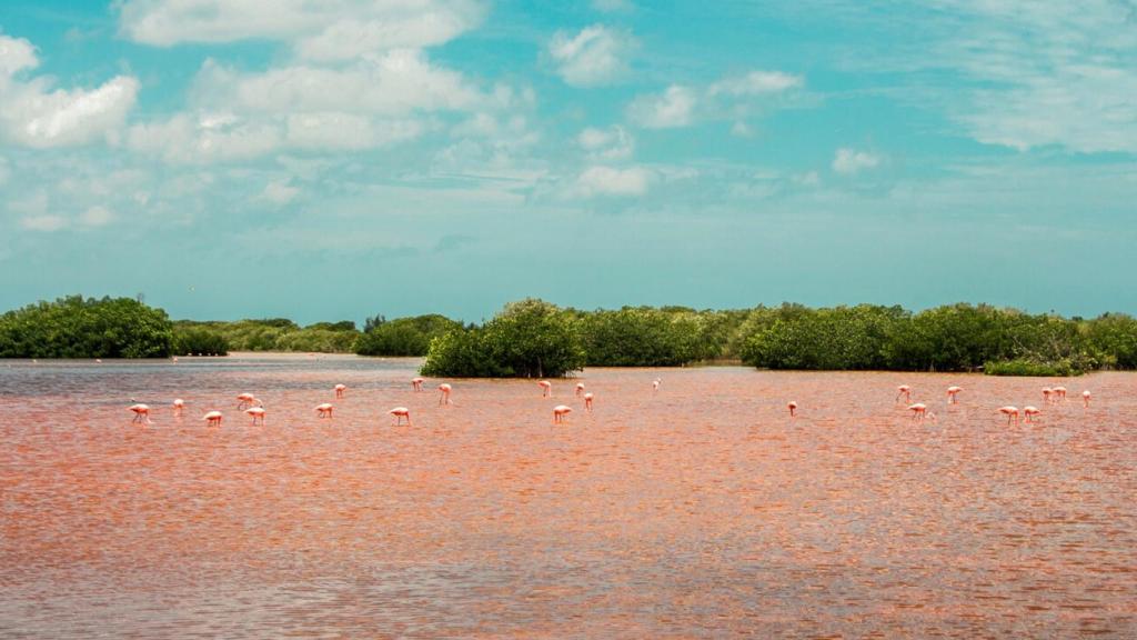 Los flamencos se alimentan principalmente de Artemia salina, un crustáceo invertebrado.