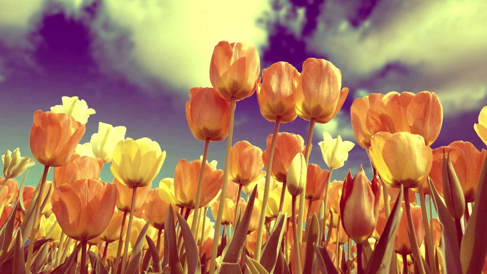 Un campo de tulipanes en una imagen de archivo.