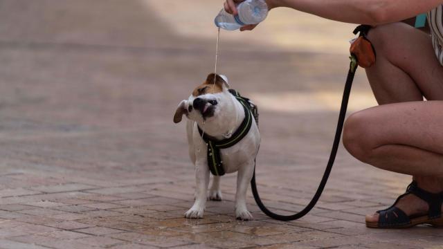 Una persona refresca a su perro en una calle de Córdoba.