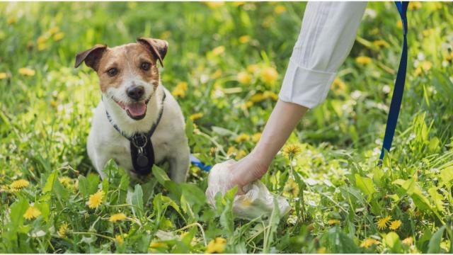 ¿Es viable identificar las cacas de perro con pruebas de ADN en A Coruña?