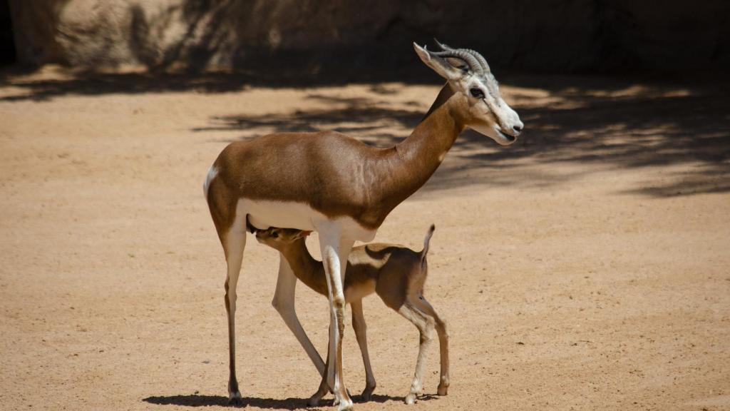 Cría de la gacela Mhorr en el Bioparc.