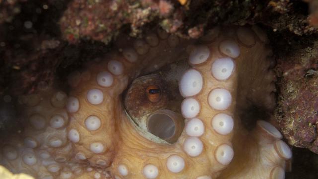 Pulpo en la Costa Brava.