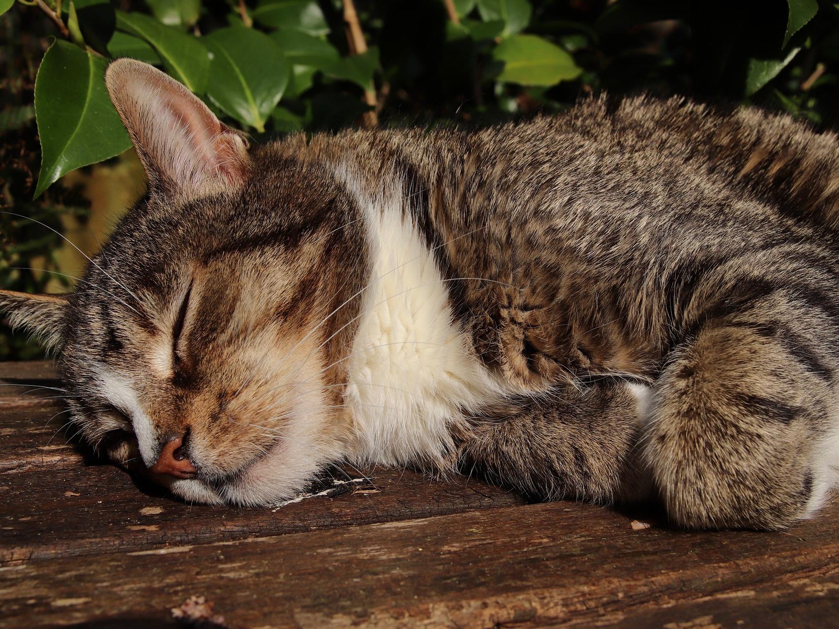 ¿Cómo hacer dormir a un gato por la noche?