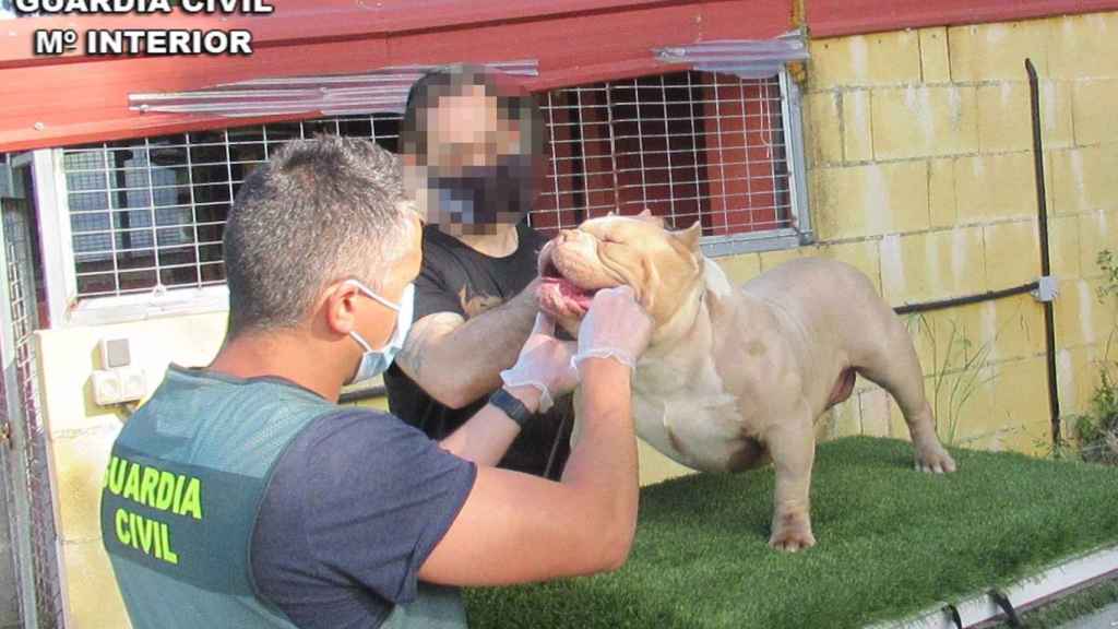 Uno de los perros que habían sido robados en Sanxenxo (Pontevedra)