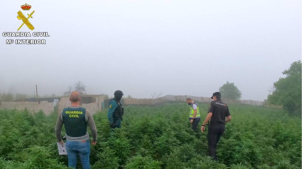 Una de las cuatro plantaciones localizadas en casas de campo.