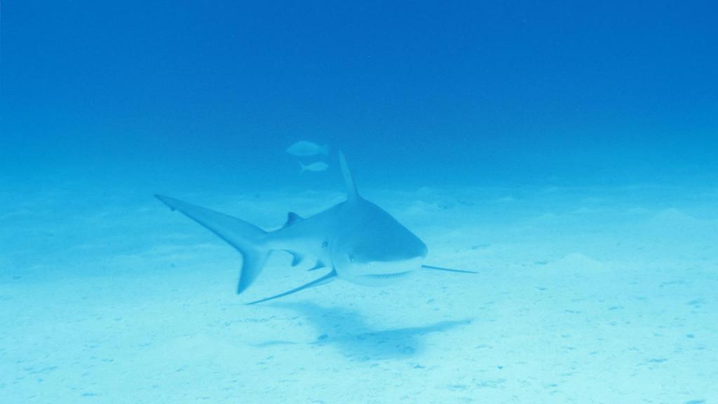 Tiburón gris de arrecife (Carcharhinus amblyrhynchos)