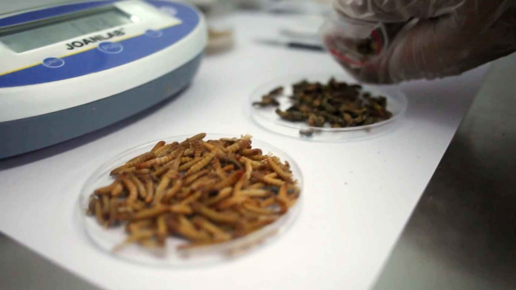Uno de los desarrollos alimenticios de Insekt Label Biotech. Foto: Insekt Label Biotech.