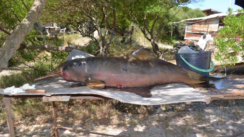 Es preciso reducir considerablemente la pesca accidental como primera medida urgente.