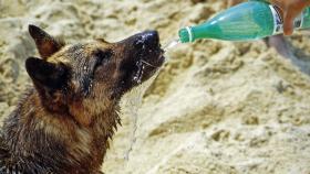 ¿Cómo saber si mi perro tiene calor?