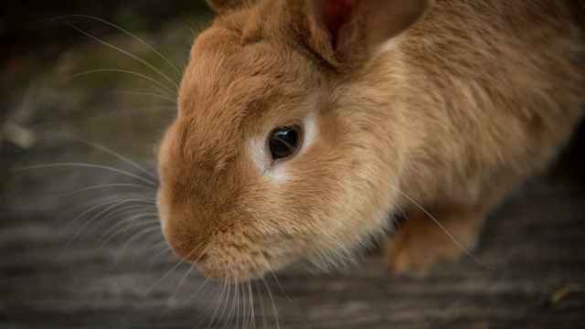 ¿Qué verduras pueden comer los conejos?