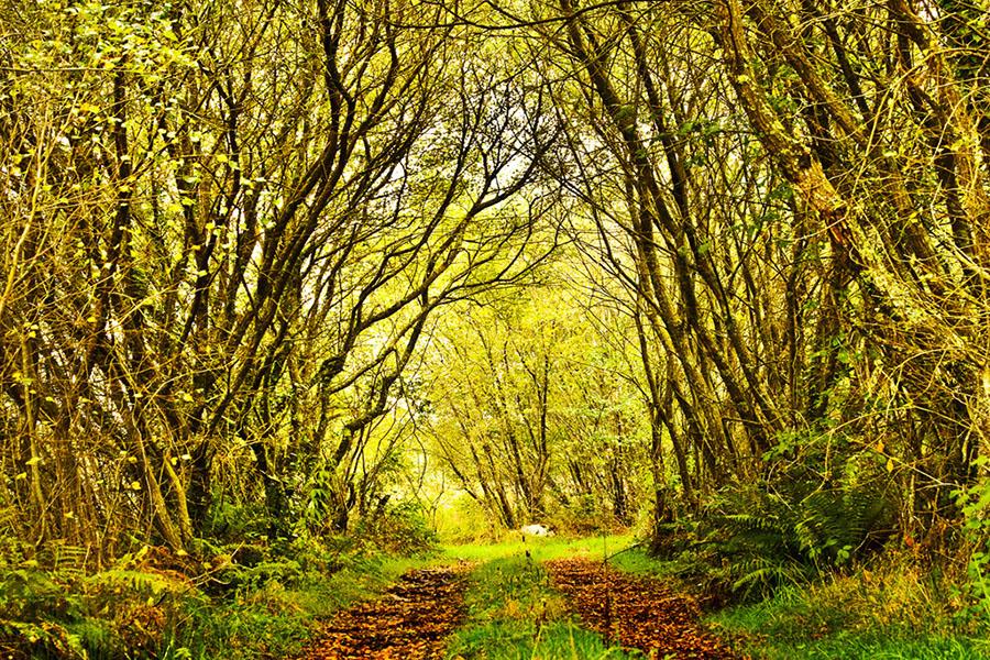 Sendero Ruta das Férvedas (Foto: @turismocarballo)