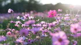 Ponteareas (Pontevedra) organiza en San Juan una jornada de recogida de plantas aromáticas