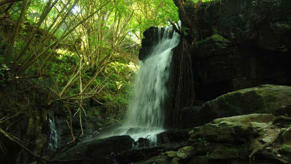 El programa Bosques terapéuticos llega este sábado a Vigo