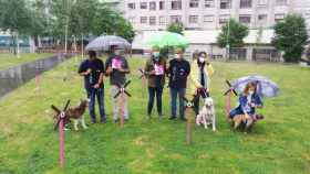 Pontevedra crea una campaña para acabar con las heces de perro en los parques y calles