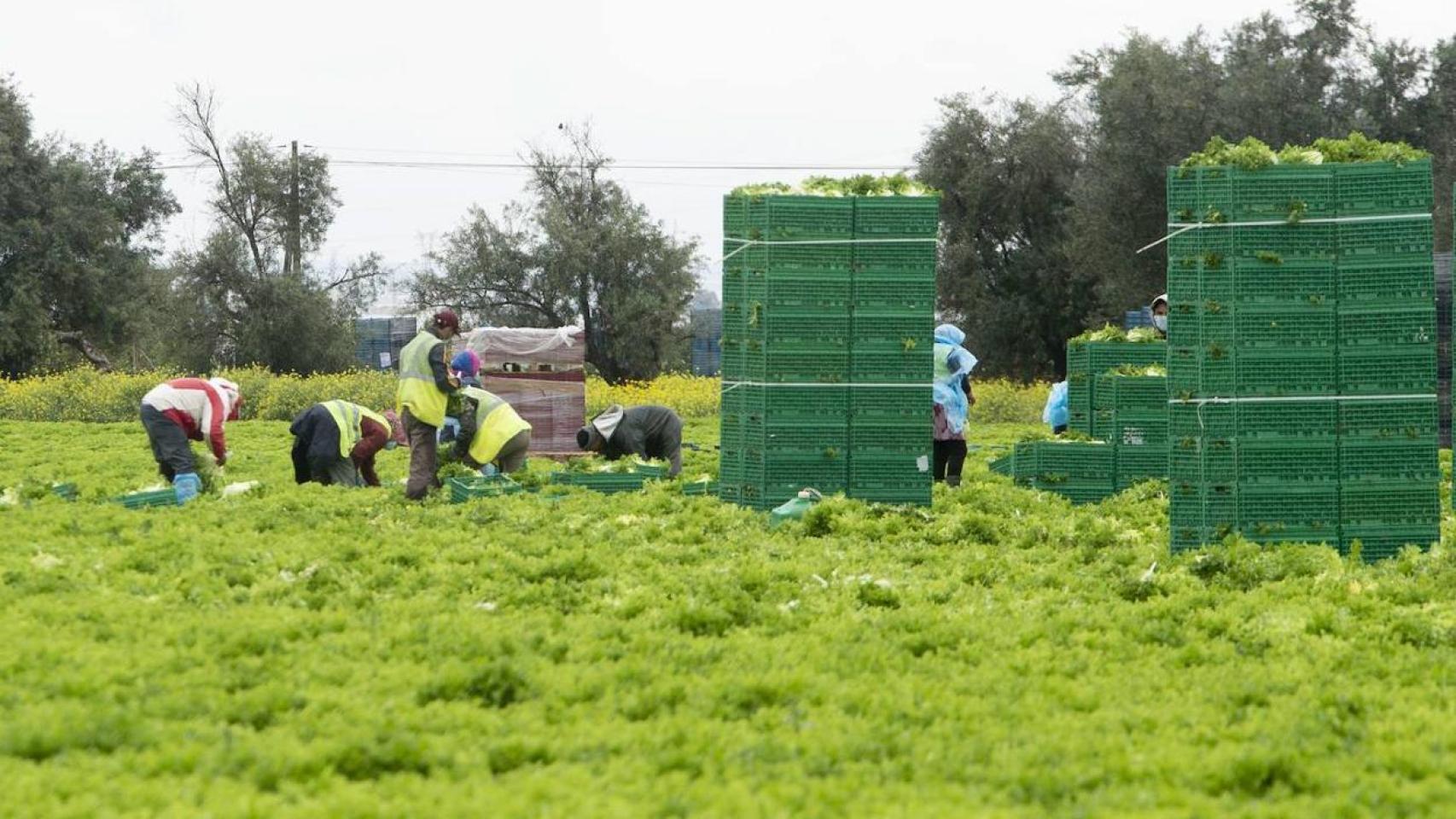 Estos son los productos que podrían subir de precio por los aranceles del 25% a México y Canadá