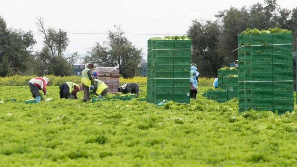 Respiro en el campo alicantino con la suspensión de aranceles de EEUU a cítricos, vino y aceite