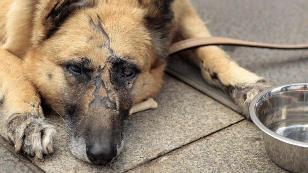 Un perro maltratado descansa en una protectora.