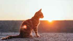 ¿Por qué a los gatos les gusta el sol?