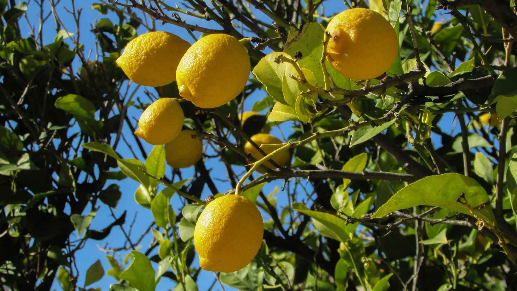 La exportación de limón alicantino ha caído en un 11 % con respecto a su valor.
