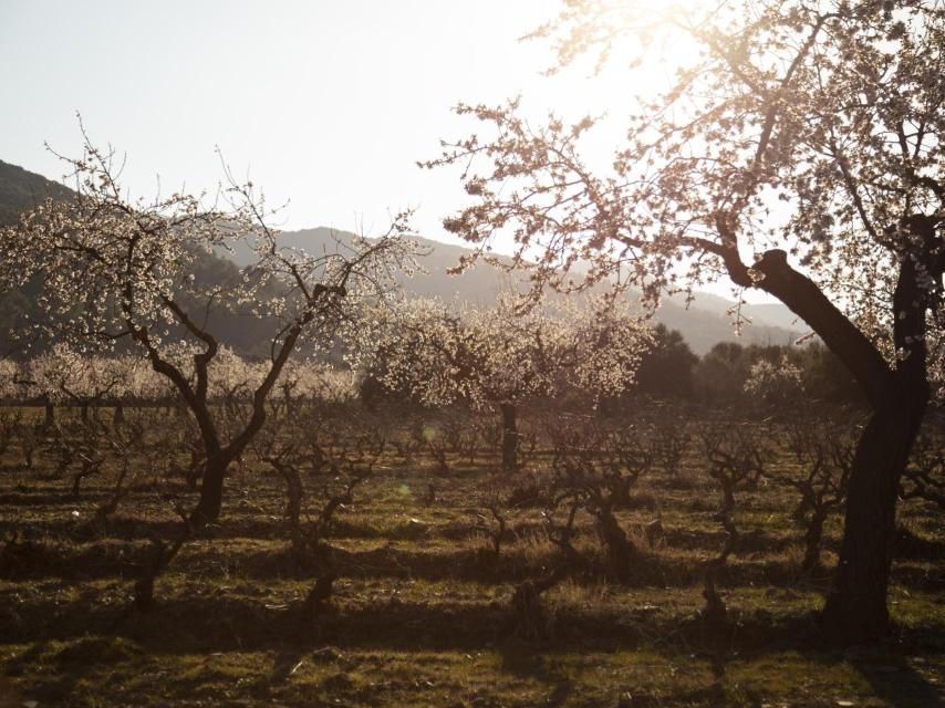 Viñedo de trepat en la Conca de Barberà.