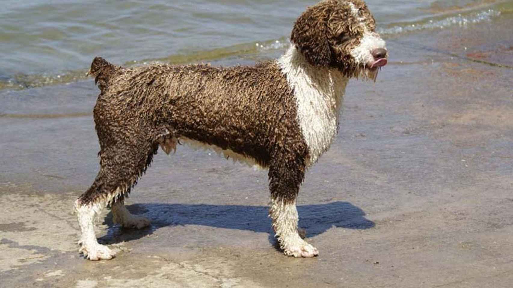 Perro de agua español