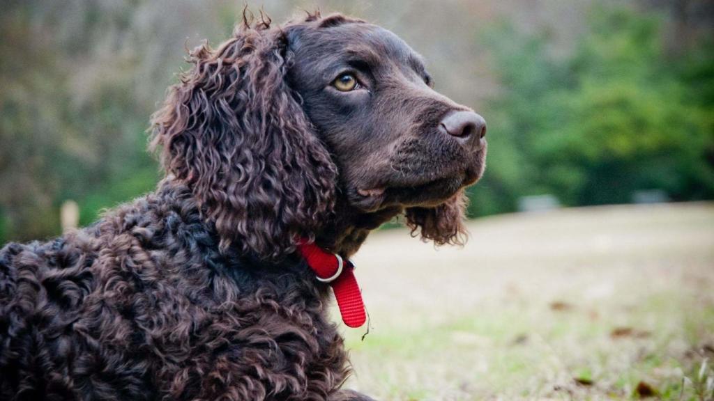 Boykin Spaniel