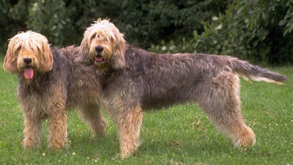 Otterhound