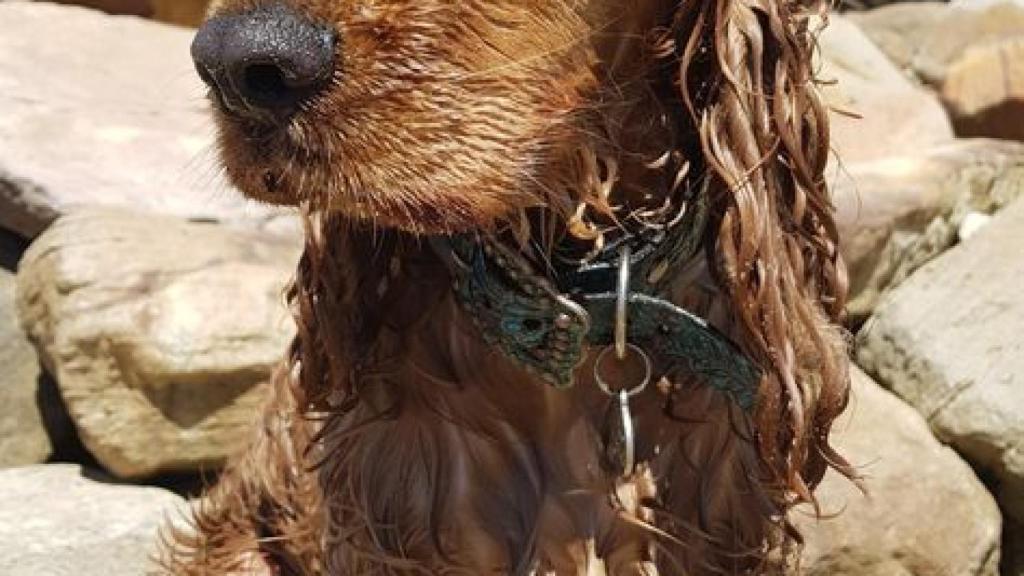 Cocker Spaniel