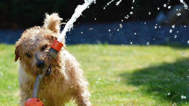 5 consejos para mantener a tu mascota a salvo del calor