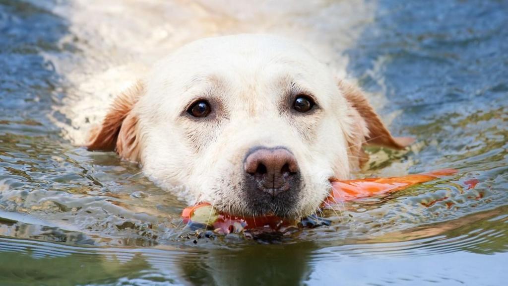 Las razas de perros a las que más les gusta el agua y la playa