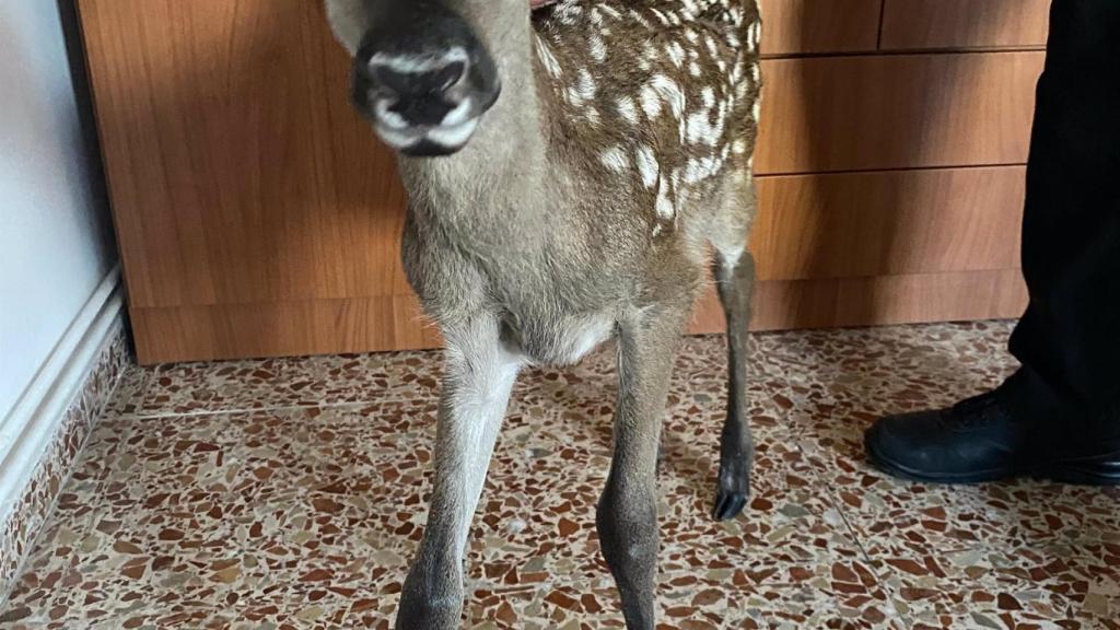 Cría de cierva rescatada por la Guardia Civil en Fuentelespino de Moya (Cuenca)