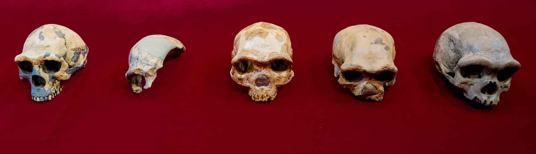 El cráneo de Harbin, en el extremo de la derecha, comparado con otros fósiles conservados en China.