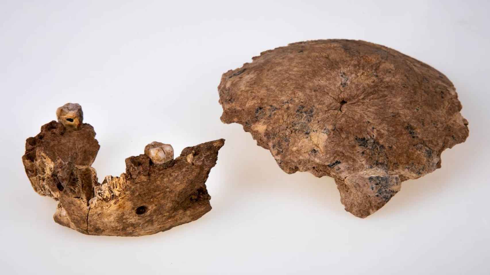 Cráneo y mandíbula de Neher Ramla. / Avi Levin e Ilan Theiler.