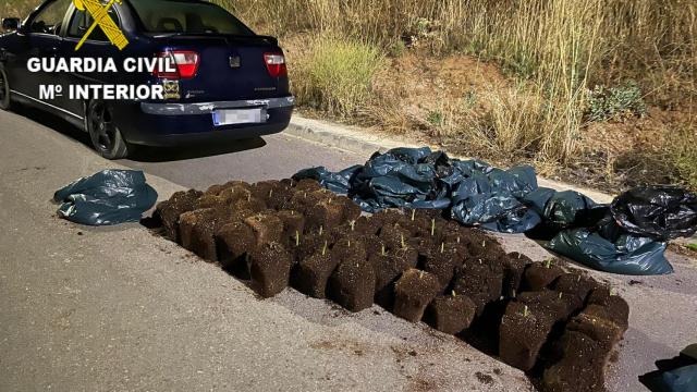 Desmantelada una plantación ilegal