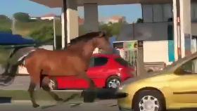 El caballo que cabalgó esta mañana por Alfonso Molina, en A Coruña.